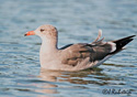 Larus herrmanni